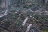 Порубочные остатки на месте вырубок под Ивановой поляной