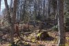 Вырубки в пихтово-буковом лесу под Ивановой поляной (Мезмай)