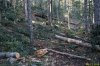 Лес под Ивановой поляной стал деловой древесиной