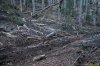 Что осталось от леса на месте рубок