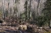 Место рубок под Ивановой поляной