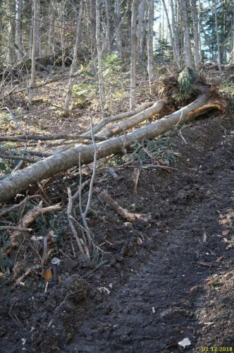 Волока изуродовали территорию рубок