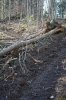 Волока изуродовали территорию рубок