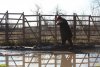 Разбитая большегрузами улица Яблоневая в СНТ "Урожай"