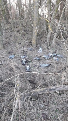 Лесополоса в Калиниском районе завалена отравленной птицей