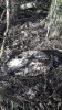 Отравленная птица на поле в Калининском районе