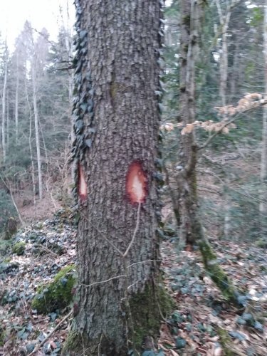Затёс на отведённой в рубку пихте