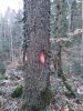 Затёс на отведённой в рубку пихте