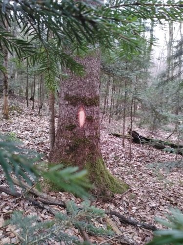 Затёс на отведённой в рубку пихте