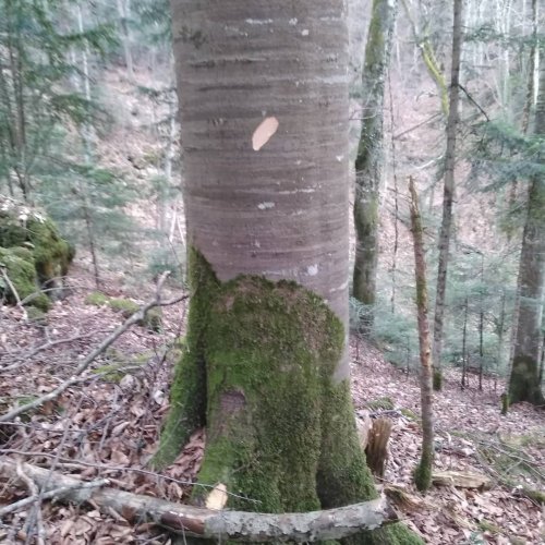 Затёс на отведённом в рубку буке