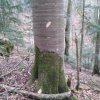 Затёс на отведённом в рубку буке