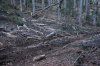 Место вырубки в районе станицы Темнолесской