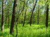 Весенний лес в урочище Майская гора (Средняя Дубинка)