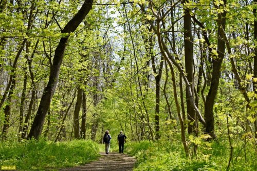 В урочище Майская гора (Средняя Дубинка)