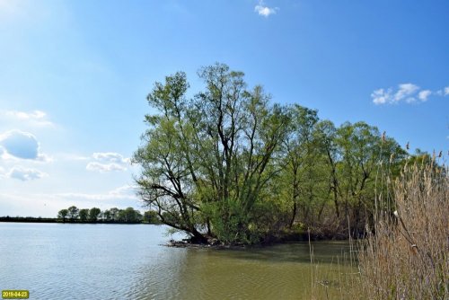 Елизаветинский лес на берегу Кубани