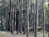 Плотность насаждений сосны пицундской на арендованном участке настолько высока, что любое строительство недопустимо