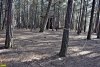 "Голубая бездна". Участок размеченный под строительство нового коттеджа в реликтовом лесу