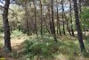 В этом лесу бывший вице-губернатор Кубани Ремезков хотел построить коттеджный поселок "Бунинская роща"