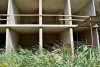 Болотная растительность полюбила недостроенный жилой комплекс