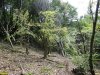 Место незаконной порубки деревьев возле "Лермонтова сада"