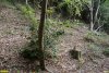 Вырубка деревьев возле первой очереди коттеджного поселка "Лермонтов сад"