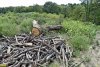 Джубга. Лермонтов сад. Порубочные остатки от вырубленных деревьев