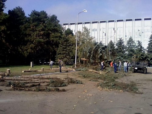 Уничтожение голубых елей на главной аллее КубГАУ