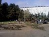 Уничтожение голубых елей на главной аллее КубГАУ