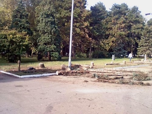 Уничтожение голубых елей на главной аллее КубГАУ