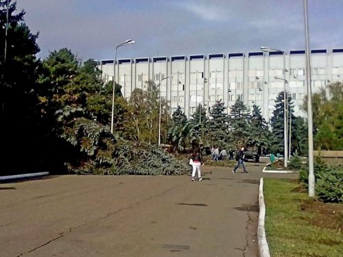 Уничтожение голубых елей на главной аллее КубГАУ