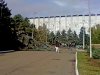 Уничтожение голубых елей на главной аллее КубГАУ