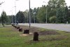 На месте прекрасных елей остались пеньки