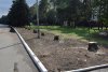 Следы бездумного уничтожения голубых елей
