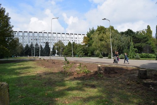 На месте прекрасной тенистой аллеи - пустыня