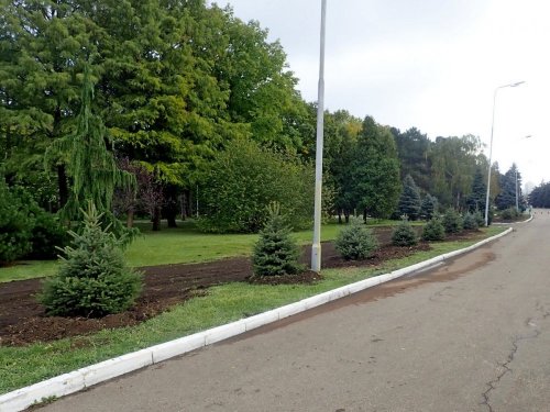 Посадки "обновления" в целях освоения средств. Молодые ели посадили на месте деревьев, которые ещё могли расти и расти
