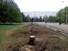 Ещё несколько дней назад здесь была прекрасная аллея