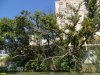 Пока ещё сохранившийся огромный дуб на берегу Старой Кубани
