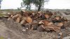 Распиленные стволы вырубленных на Зелёном острове деревьев