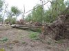 Уничтожение леса на Зелёном острове в Краснодаре