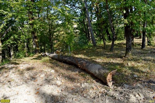Срубленное дерево дуба на территории планируемой застройки квартала "Небесный"