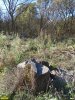 Пни огромных дубов на просеке, прорубленной через лес Хлибизи
