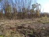 Лес Хлибизи. Вырубленные пустоши на месте уникального старовозрастного леса