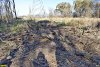 Лес Хлибизи. Территория вырубленной просеки усеяна порубочными остатками