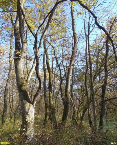Лес Хлибизи