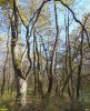 Лес Хлибизи