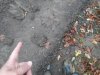 Здесь недавно прошёл медведь