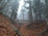 Сказочный пихтовый лес 