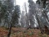 Заснеженные пихты в октябре