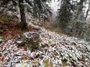 Всё, что остаётся от величественных деревьев после человека