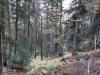 Порубочные остатки на месте выборочных рубок